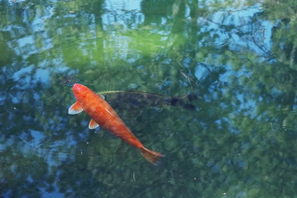 Lucky Koi